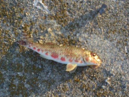 アオリイカ居ない