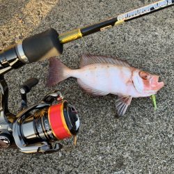 アジングでカマス