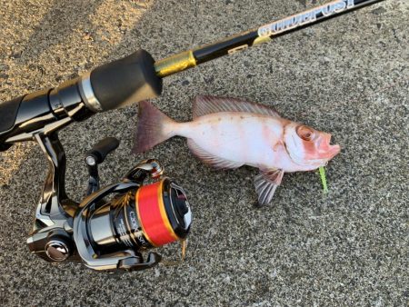 アジングでカマス