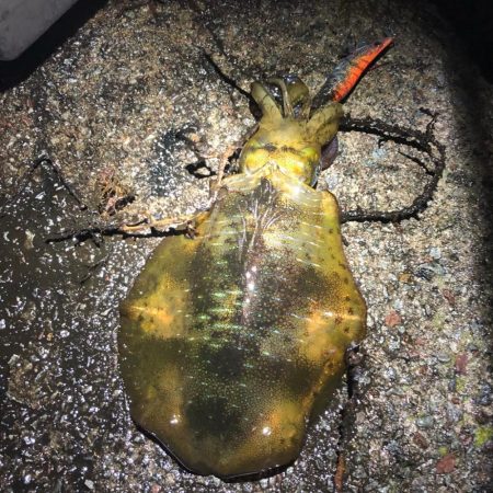 2021佐渡ヶ島 エギング　27回目