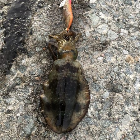 2021 佐渡ヶ島エギング 19回目