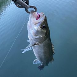 シーバスデイゲーム