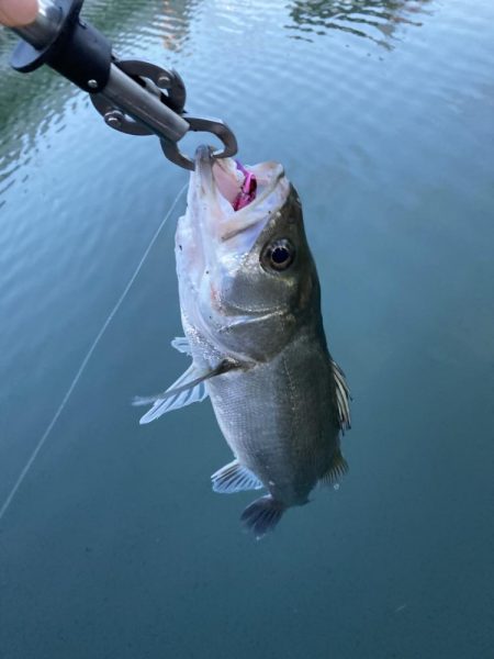 シーバスデイゲーム