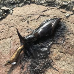 朝マズメのエギング