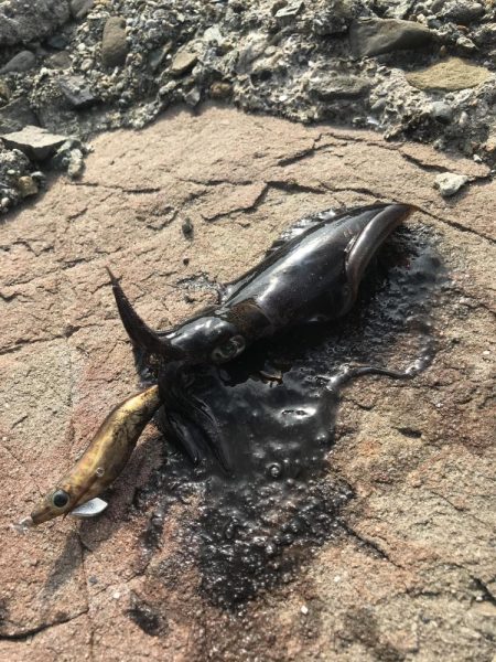 朝マズメのエギング