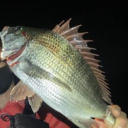 シーバス チヌ マゴチ