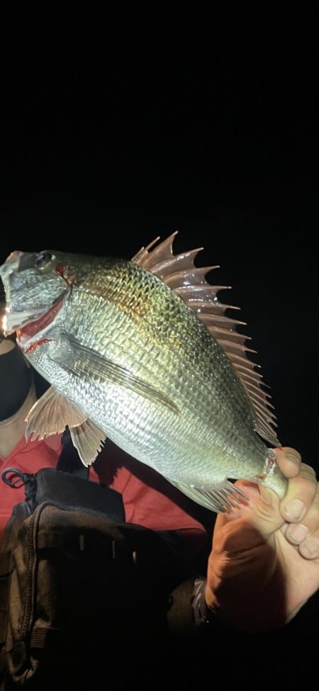 シーバス チヌ マゴチ