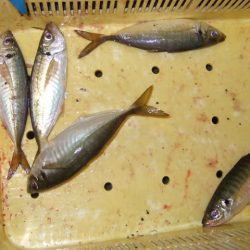 試しに行ってみたら