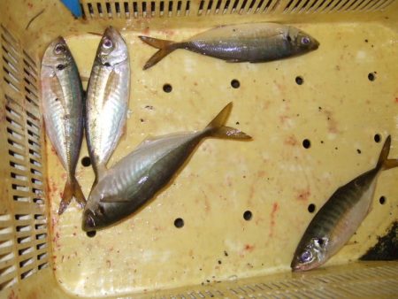 試しに行ってみたら