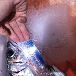 大サバまだまだ爆釣