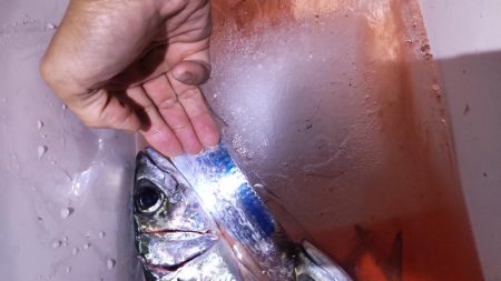 大サバまだまだ爆釣