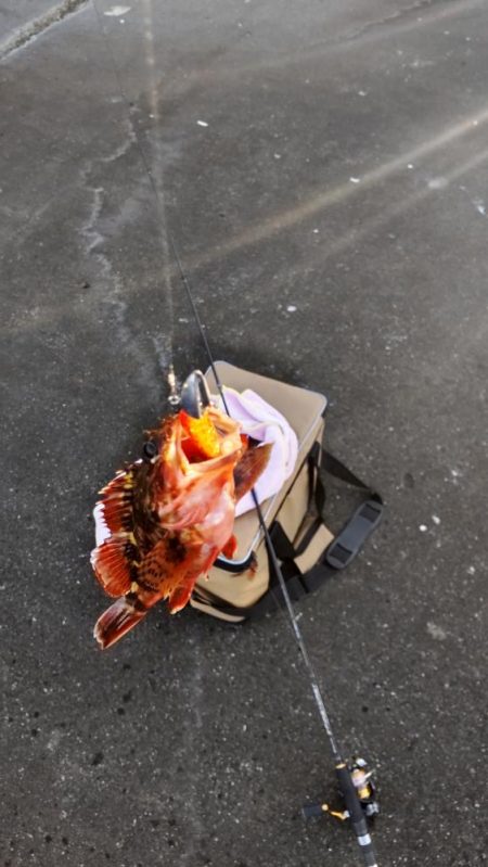 ライトワインドでガシラゲーム