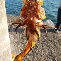 キスのアタリが消えた播磨新島