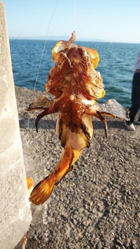 キスのアタリが消えた播磨新島