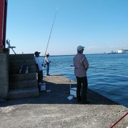 良型キスが釣れ始めました