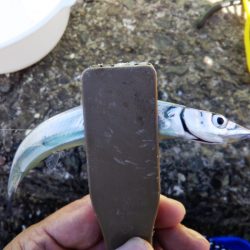 久しぶりのサヨリ釣り