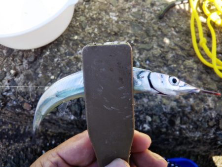 久しぶりのサヨリ釣り