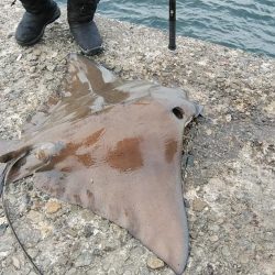 活性が下がった播磨新島のキス