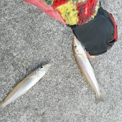 投げ「引き釣り」