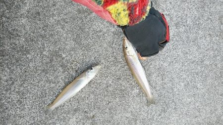 投げ「引き釣り」