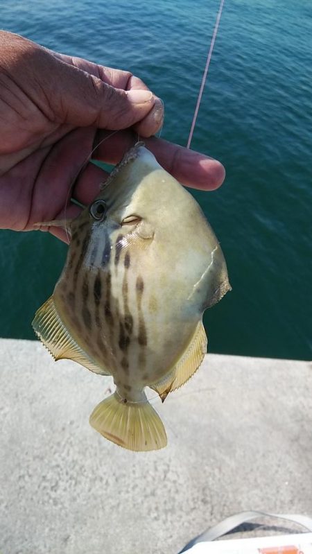 東二見に連投しました