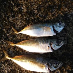 アジ釣り