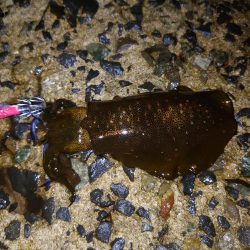 アオリイカ好調です