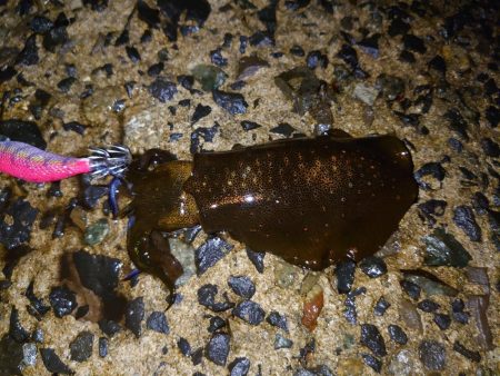 アオリイカ好調です