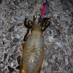 アオリイカ、厳しめに