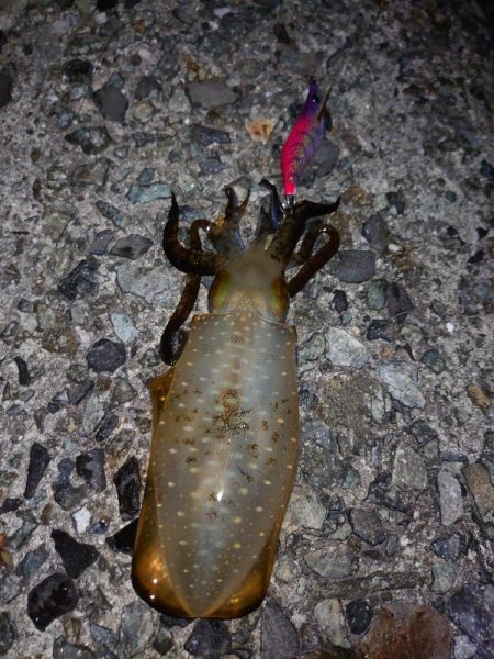 アオリイカ、厳しめに