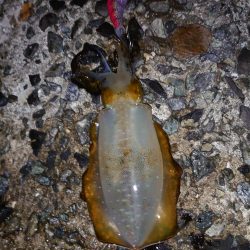 雨降る前にイカ狙い