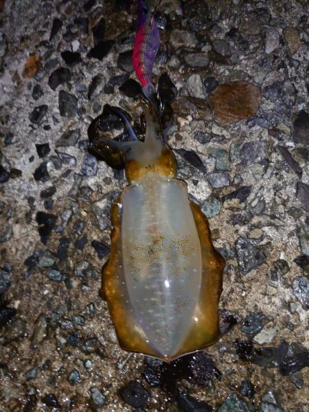 雨降る前にイカ狙い