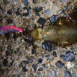 この時期にこのサイズ…？