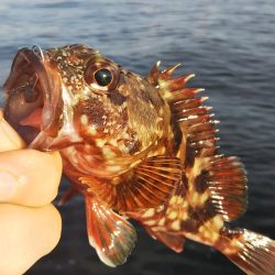 ガシラ14  サバ1