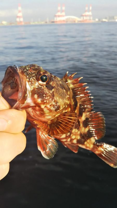 ガシラ14  サバ1