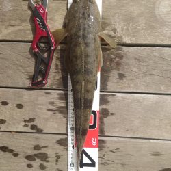 マゴチになります！