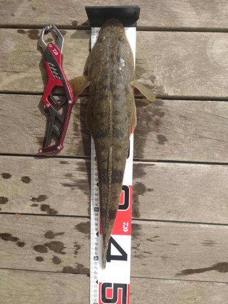 マゴチになります！