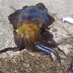 エギングとヤエン