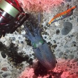 朝マズメでアオリイカ狙い