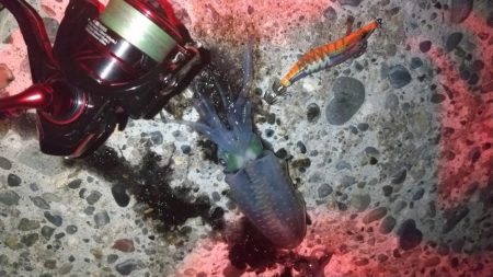 朝マズメでアオリイカ狙い