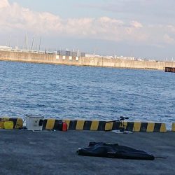 無念のサビキ釣り