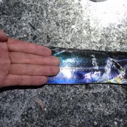 沖堤ショアジギングでメジロ、ハマチ、タチウオ