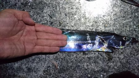 沖堤ショアジギングでメジロ、ハマチ、タチウオ