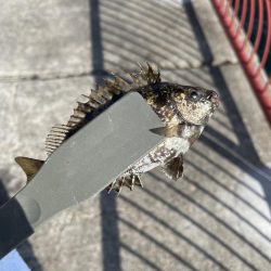 【絶品】キュウセン初めて食べました