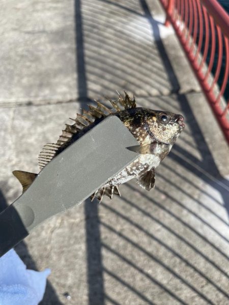 【絶品】キュウセン初めて食べました