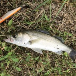 スズキが水面をバコーンとキタ！！