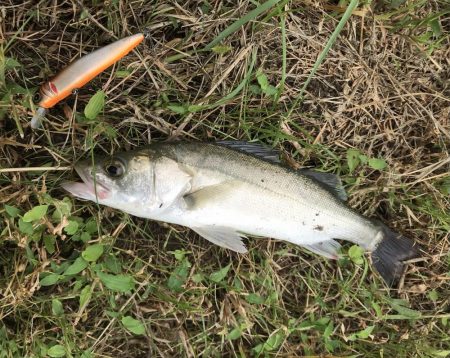 スズキが水面をバコーンとキタ！！