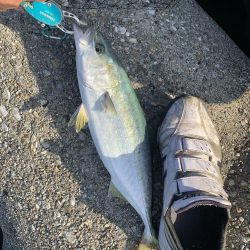 ギリ？、ハマチ