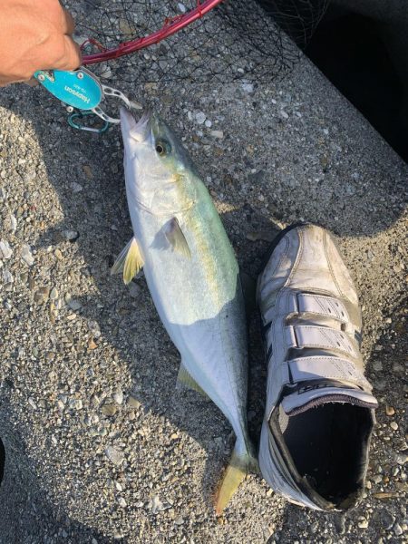 ギリ？、ハマチ