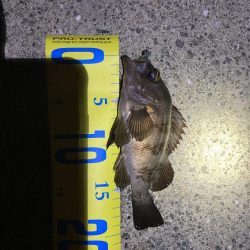 明石でメバリング